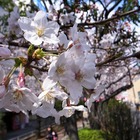 東京の桜、本日「満開」に……気象庁が発表、平年より3日遅れ 画像