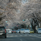 【桜レポート】国立市・隅田公園・国立劇場前など……引き続き花見日和、一部すでに葉桜も 画像