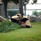 行ってよかった動物園＆水族館ランキング、王者「旭山動物園」が2位降格！1位は!? 画像