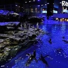 すみだ水族館「おやこでお泊り」9月も実施 画像