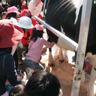 親子で乳牛牧場体験　10月28日 画像