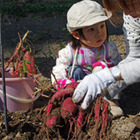 サツマイモと落花生の収穫体験　10月27-28日 画像