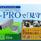 ジャイアントパンダのライブ映像を配信、パナソニックと上野動物園 画像