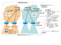 次世代認証基盤プロトコル「PANA/Diameter」の相互接続実験に成功 画像