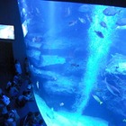 1000km離れたすみだ水族館で小笠原を感じる　2月2日 画像