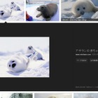 Google、画像検索のデザインを刷新……プレビューが拡大表示されるように変更 画像