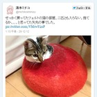 2月22日は「猫の日」、Twitterでもネコ画像が続々……「ほぼ日」はニャッ刊に 画像
