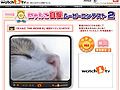 ウチのニャンコが一番! 愛猫の映像投稿コンテスト 画像