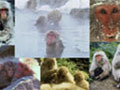 野生動物の姿を記録した「野生の王国」13本が無料 画像