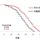 人間だったら107歳!?　“線虫”の寿命を延ばした意外な食物 画像