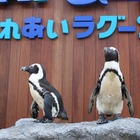 【夏休み】ラゾーナ川崎プラザ、八景島シーパラダイスからペンギンがやって来る 画像