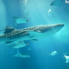 行ってよかった水族館と動物園、口コミランキング 画像