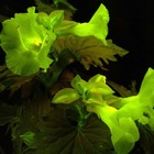 これまでにない「光る花」の研究開発に成功……NECソフトやNAISTら 画像