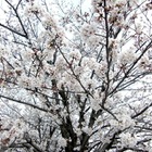 桜の開花はどうやって予想する？　どの木に何輪咲いたら開花なの？ 画像