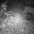 白神山地（青森県・秋田県）で赤外線監視カメラによってニホンジカの生息を確認 画像