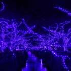 目黒川が「青の洞窟」に！ 新たなイルミネーションイベントがスタート 画像