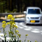 春のお出かけの悩み事「子どもの車酔い」発生メカニズム 画像