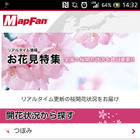 MapFan、全国の桜開花情報を無料公開 画像