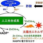 太陽光を利用してエタノールを生成、大阪市立大学とマツダが技術開発 画像