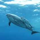 八景島シーパラダイスでイルカの赤ちゃん誕生 画像