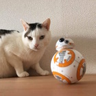 スマホで操作！SWの人気ドロイド「BB-8」を試してみた！ 画像