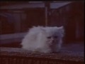 こんどは「白いねこ」だ！——ソフトバンクの新CM情報 画像