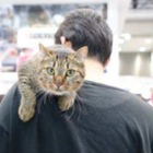 猫関連製品の出展が増加！ Interpetsが3月31日に開催 画像