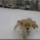 【癒し】雪のなかを駆け回るゴールデンの子犬たち 画像