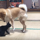 子猫ちゃんと柴犬の母のほのぼの子育て 画像