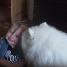 【動画】チューしたい！サモエド犬のキスの嵐に笑い転げる女の子 画像