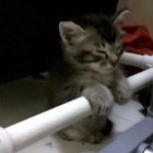 【動画】棒につかまって睡魔とたたかう子ネコ 画像