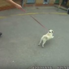 【動画】犬ドロボー御用で飼い主と再会したパグ 画像