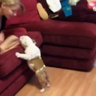 【動画】登りたいけど届かない！ソファに登ろうとする子犬たち 画像