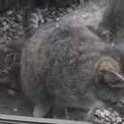 【動画】近所に猫一家が引っ越してきた 画像