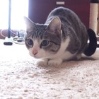 【動画】腰クネクネ＆お尻フリフリな猫 画像