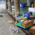 【動画】お魚食べ放題？ 画像