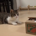 【動画】猫の貯金箱に興味津々な猫！ 画像
