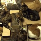 【動画】マイボックスでくつろぐ10匹のネコたち 画像
