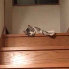 【動画】ぐにゃぐにゃ階段を降りる猫さん 画像