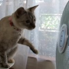 【動画】頭もくるくる！扇風機が気になる猫 画像
