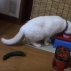 【動画】なぜにそこまで驚く！キュウリに驚く猫 画像