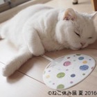 夏休みは「ねこ休み」でほっこり 画像