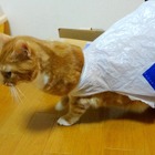 【動画】レジ袋はもうコリゴリ！猫の惨事 画像