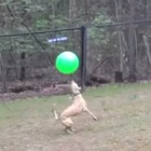 【動画】すごい！リフティングを続けるワンコ 画像