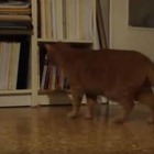 【動画】猫 vs メトロノーム 画像