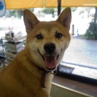 アニマルプラネット、朝から晩まで犬づくしの番組企画 画像