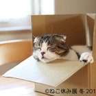 26日から開催！「ねこ休み展 冬 2018」の詳細が明らかに 画像