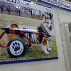 【Interpets（インターペット） 2018】アニマルオルソジャパン、犬用車いす「AOJカート」をアピール 画像