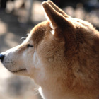 ドラマ＆映画『柴公園』、愛くるしい柴犬写真が大量公開！ 画像