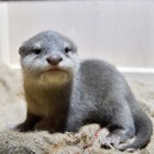 サンシャイン水族館、1月16日からコツメカワウソの赤ちゃんを一般公開 画像